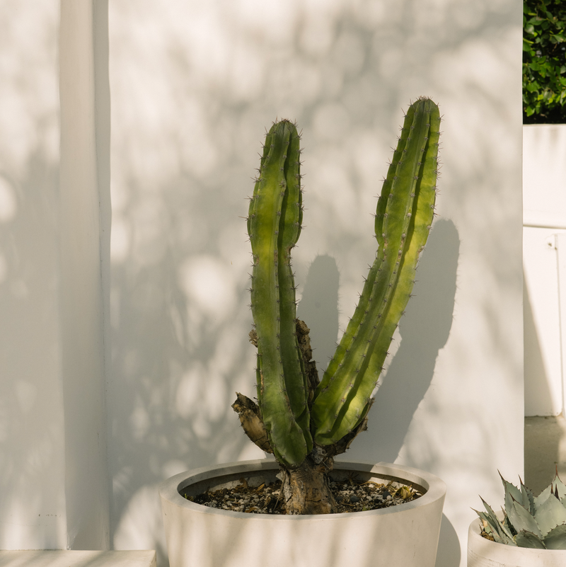 16 Superb Santa Monica Restaurants