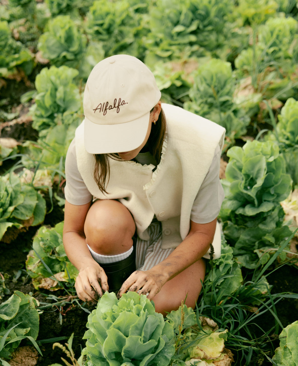 Cap Alf Alfalfa Cap